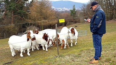 Korzystanie z inteligentnego ogrodzenia elektrycznego w SCHOK - Smart Farm
