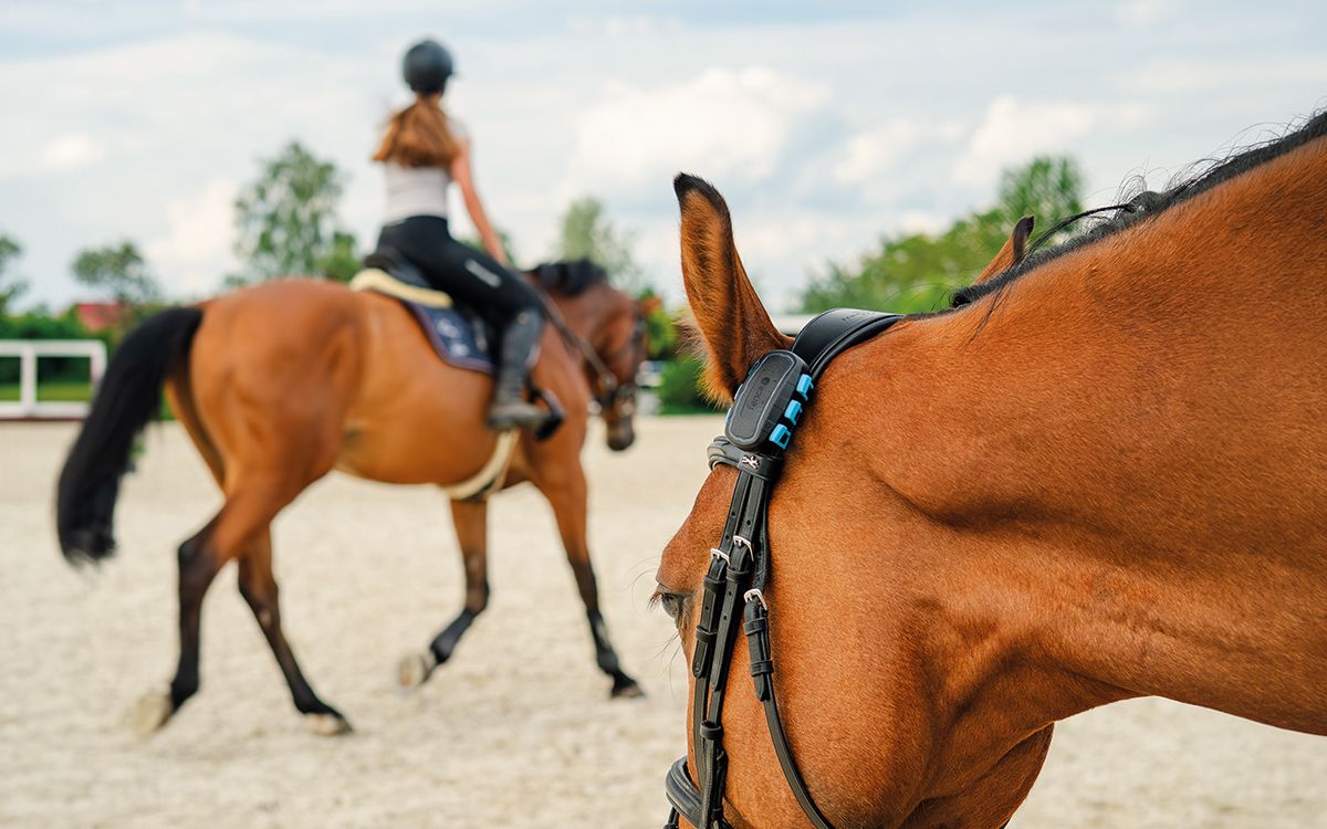 Jak i dlaczego wybrać inteligentny lokalizator GPS dla koni, kucyków i osiołków