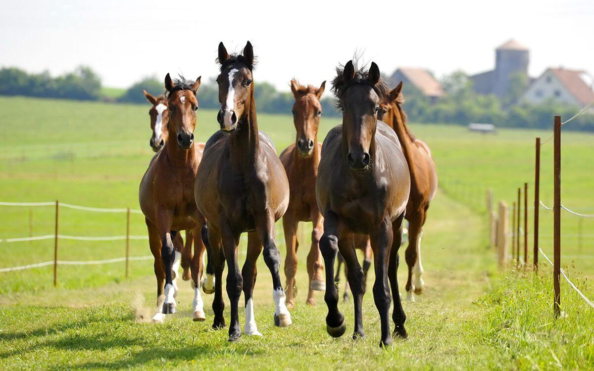 Jak wybrać i zamontować ogrodzenie elektryczne dla koni?