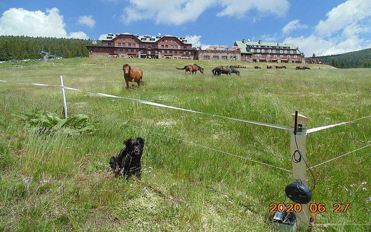 "W pagórkowatym terenie zdalne sprawdzanie ogrodzenia za pomocą pilota nie stanowiło problemu"

mówi Vít Karbusický z FARM HUCUL