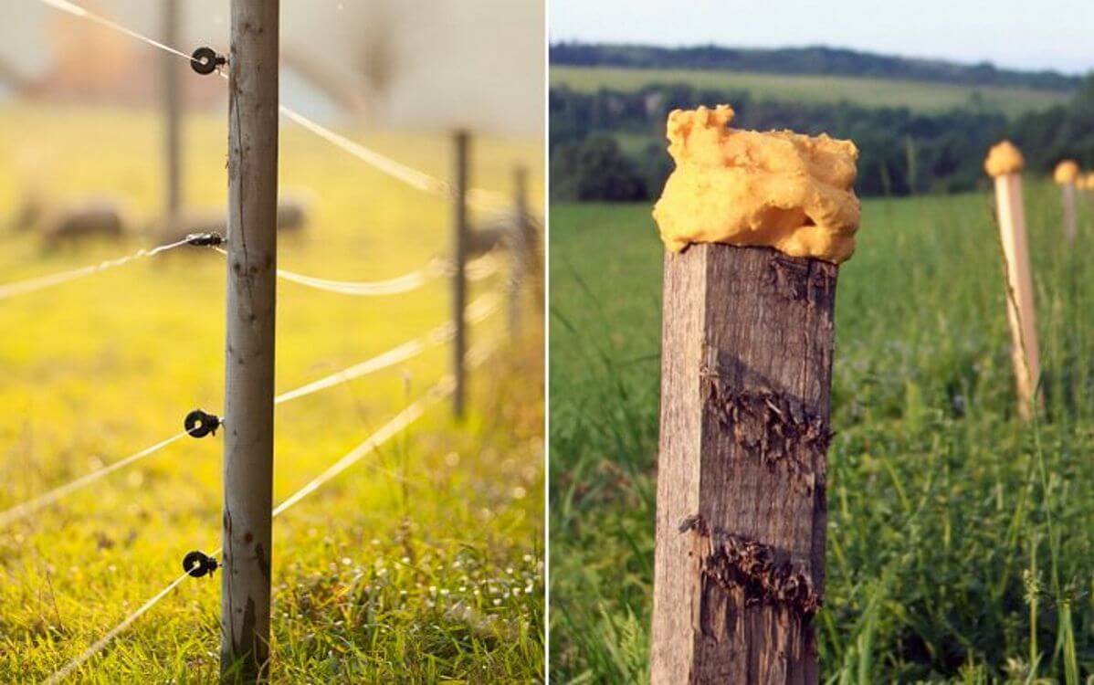 Ogrodzenie przeciwzapachowe czy elektryczne? Pomożemy Ci wybrać