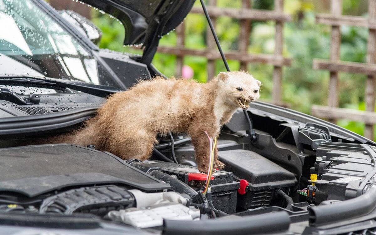 Co pomaga w walce z kunami w silniku samochodowym?