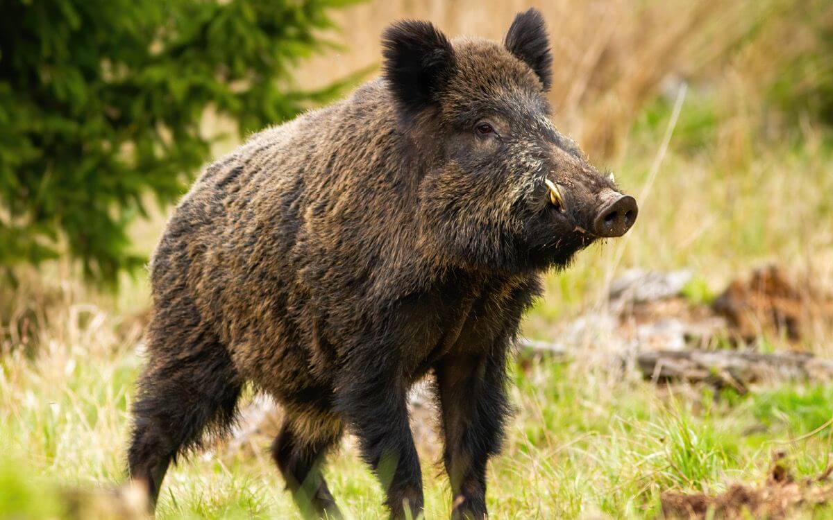 Jak wybrać i zamontować ogrodzenie elektryczne przeciwko dzikom?