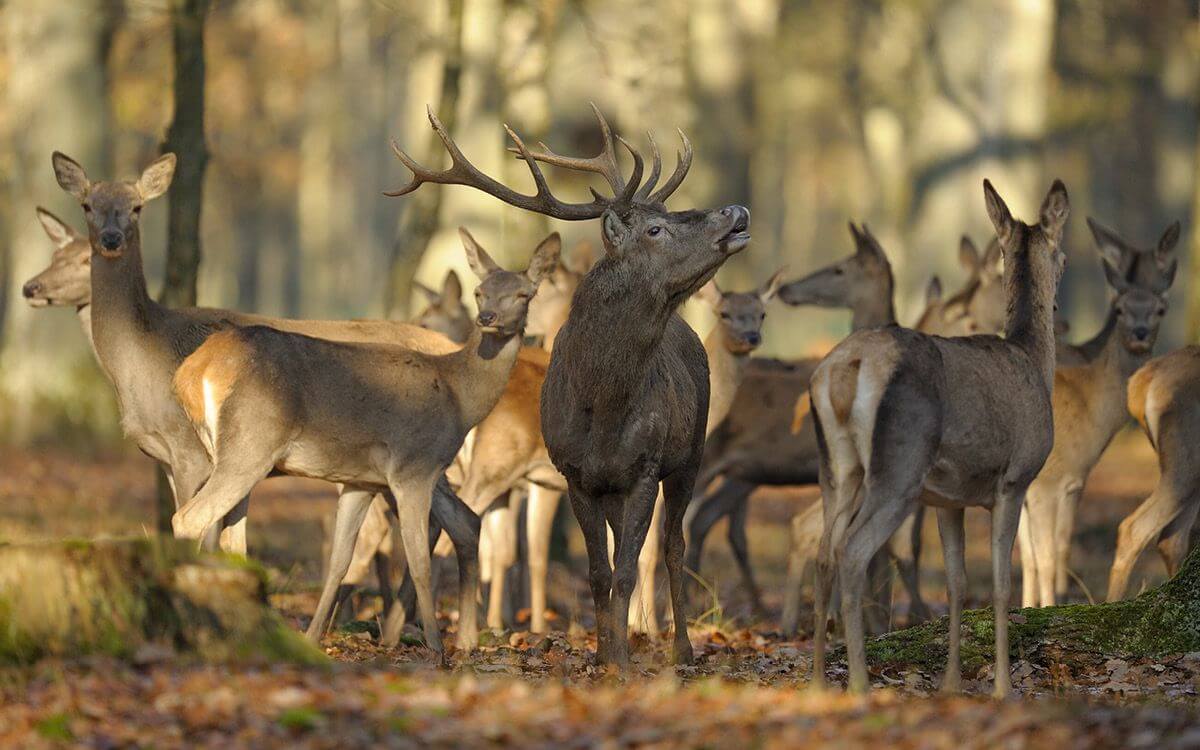 Jak wybrać i zamontować ogrodzenie elektryczne przeciwko zwierzętom leśnym?