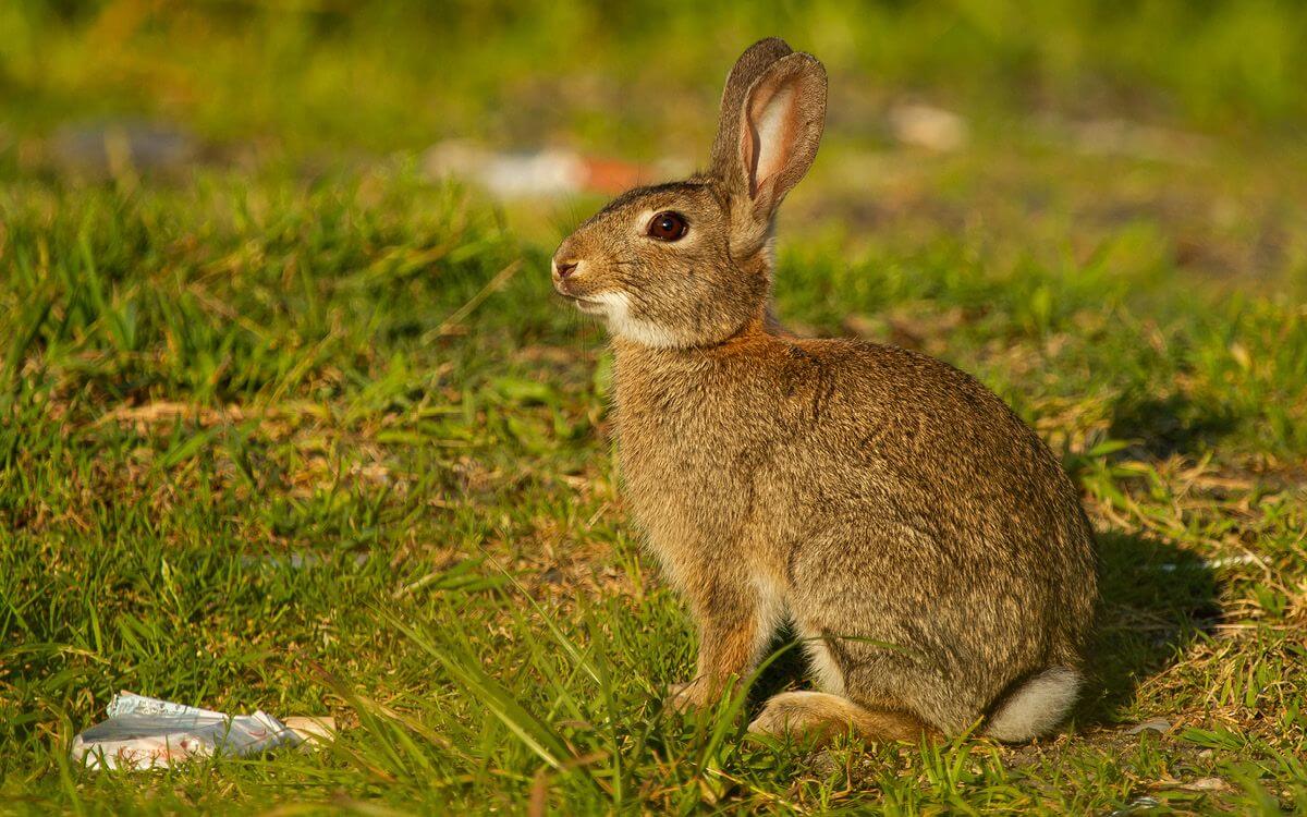 Jak wybrać i zamontować elektryczne ogrodzenie dla królików i zajęcy?