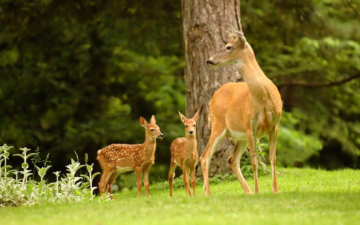 Jak wybrać i zainstalować ogrodzenie zapachowe dla jeleni?