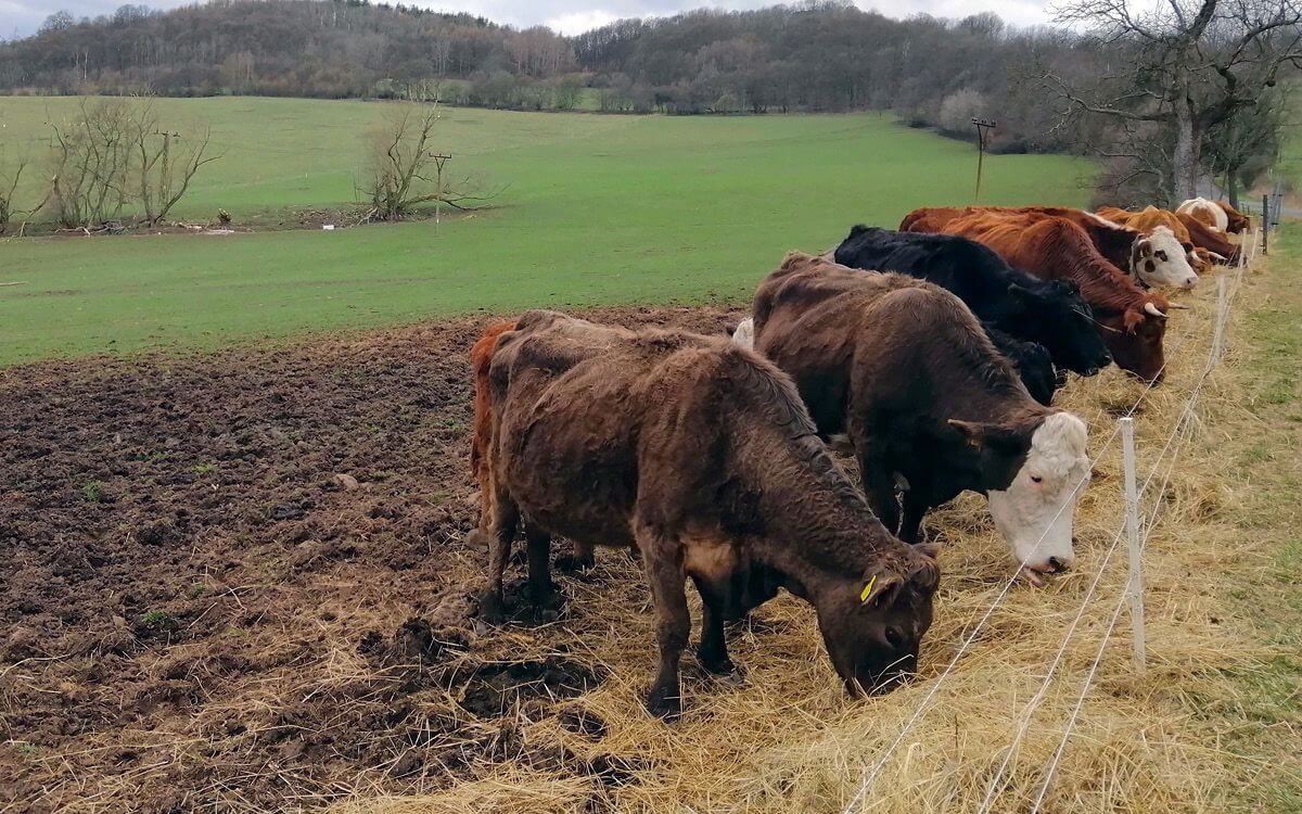 "Koniec z ogrodzeniem elektrycznym bez pilota"

mówi Pavel Pech
