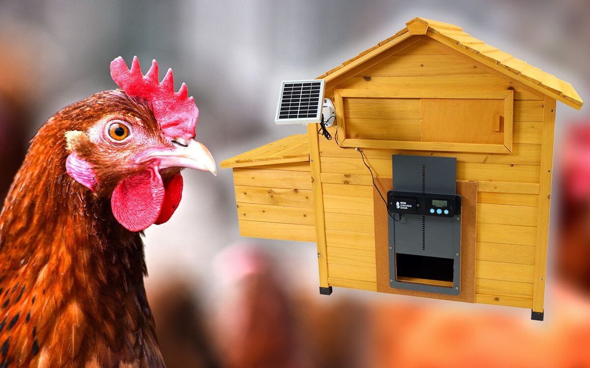 Przedstawiamy nowoczesne rozwiązanie do hodowli kur: automatyczne drzwi do kurnika oszczędzają czas i wysiłek