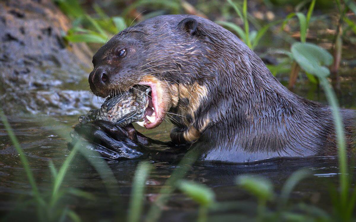 Jak chronić staw ozdobny i hodowlany przed wydrami?