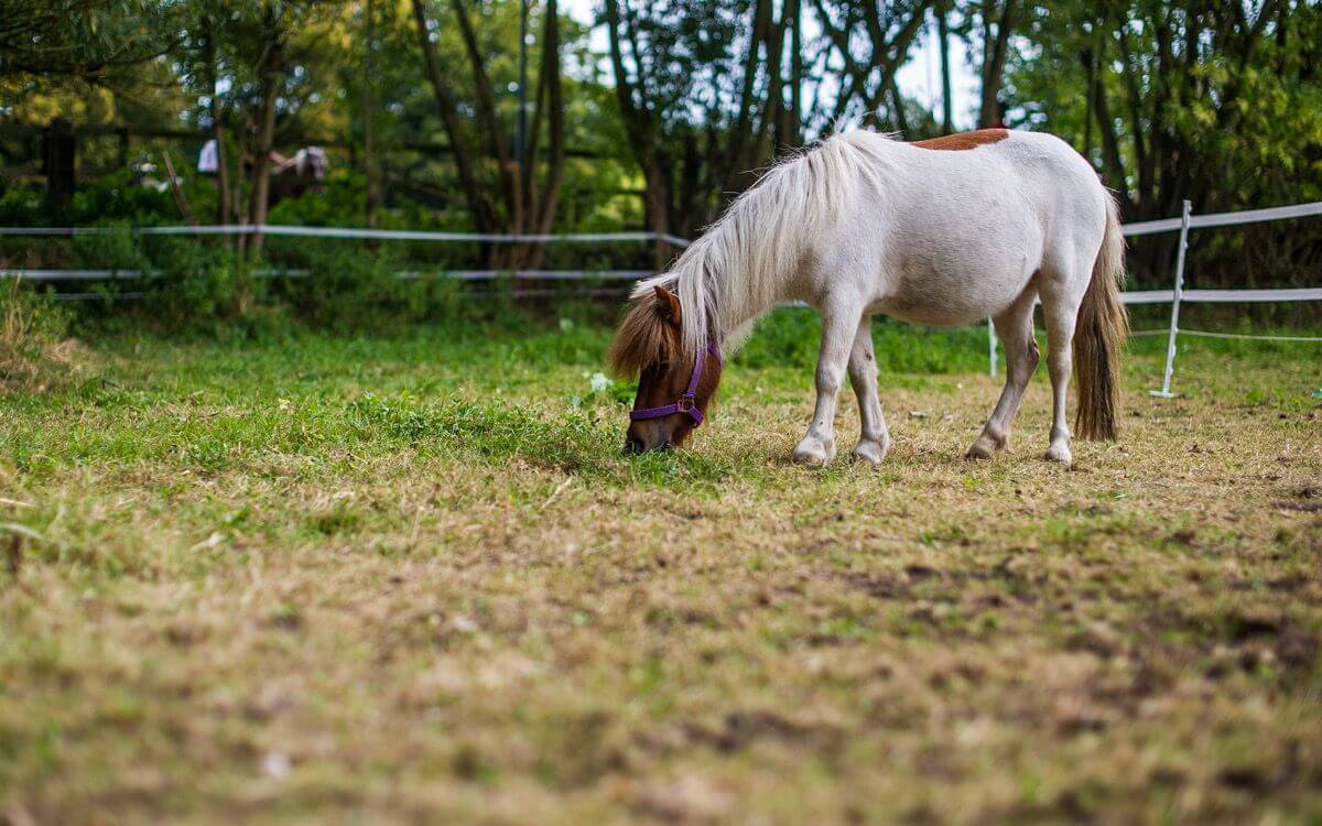 Jak wybrać i zamontować ogrodzenie elektryczne dla młodych cieląt i źrebiąt?