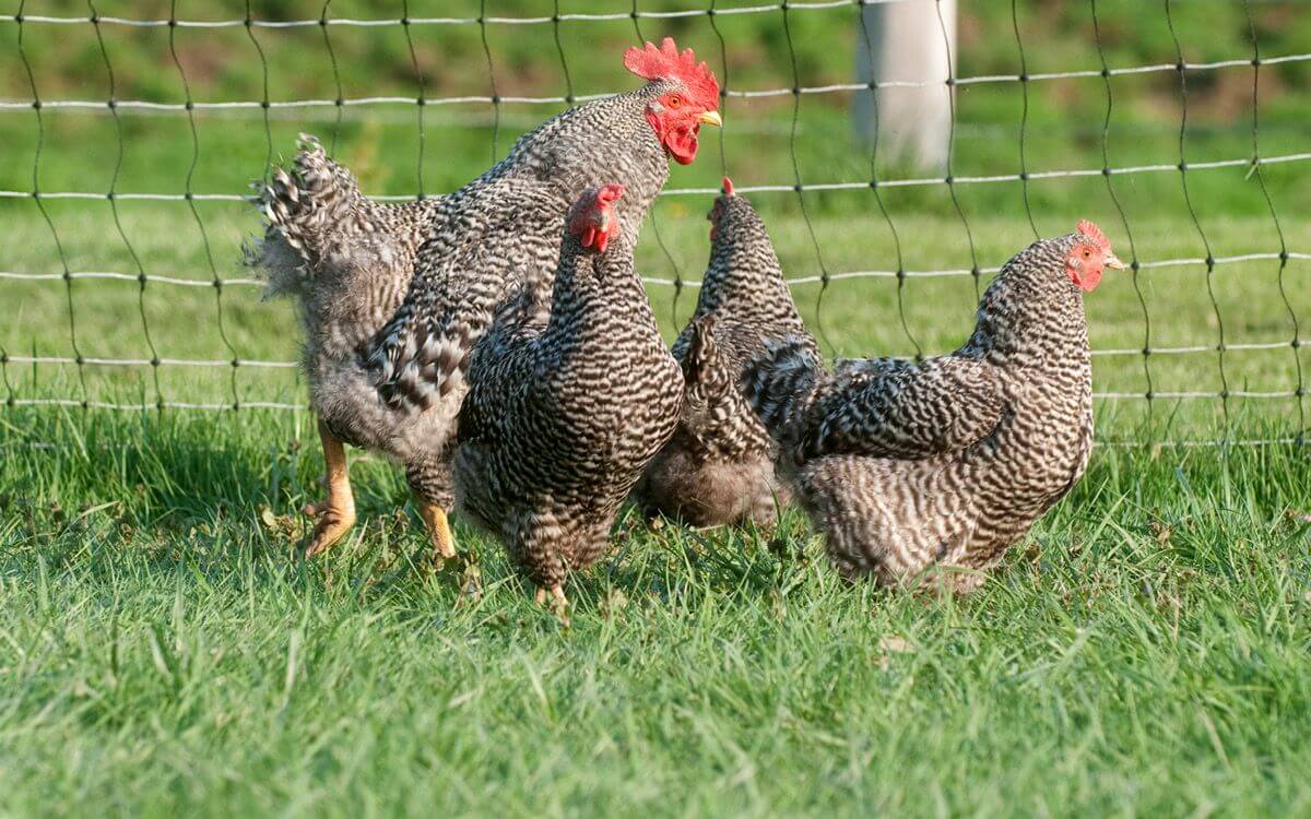 Opieka nad drobiem - nowoczesna technologia dla zdrowych i szczęśliwych kur