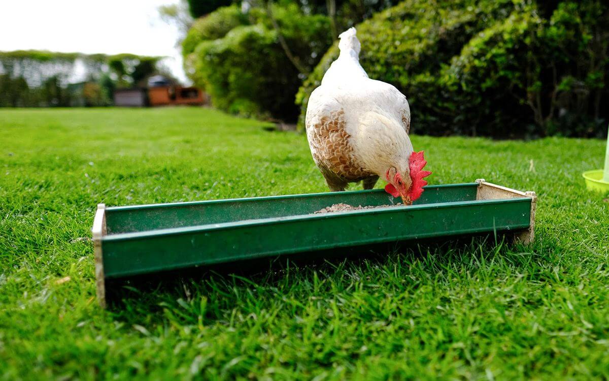 Jak prawidłowo karmić kury i wybrać odpowiedni karmnik dla drobiu?