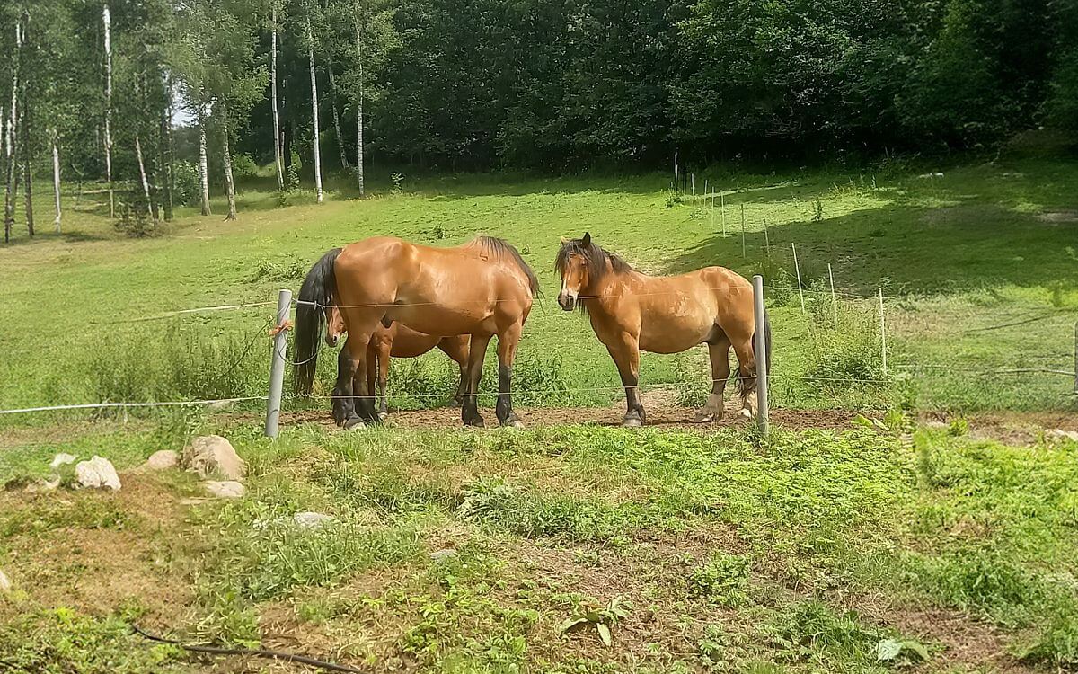 "Ogromną zaletą jest pilot zdalnego sterowania, za pomocą którego mogę włączać i wyłączać ogrodzenie w dowolnym miejscu"

mówi Romana Jonova