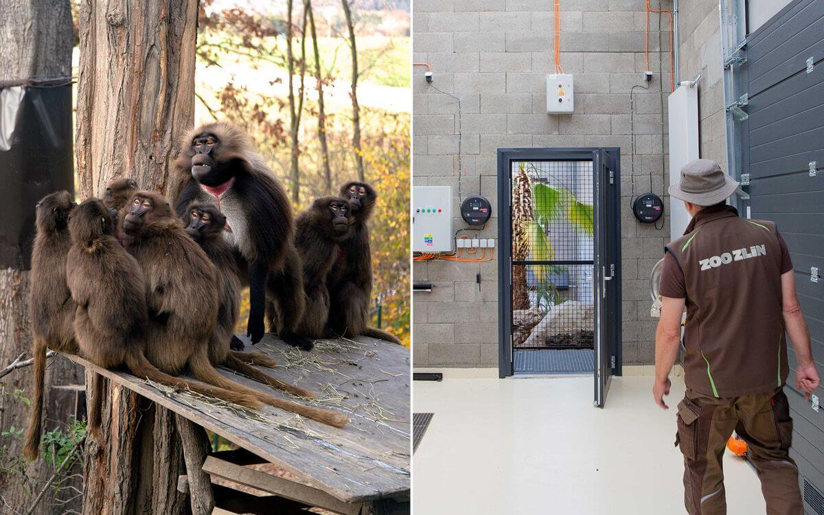 Inteligentna farma w Zoo Zlín II: System w działaniu