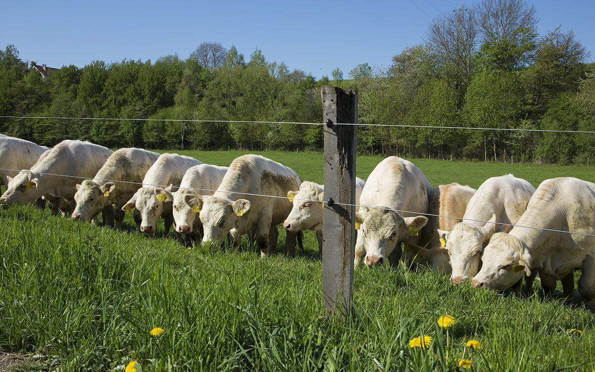 Jak wybrać i zamontować elektryczne ogrodzenie dla krów?