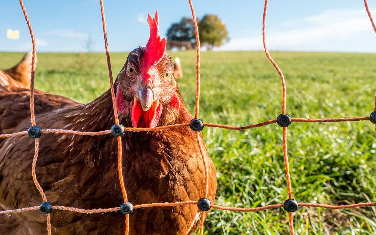 Jak wybrać i zamontować elektryczne ogrodzenie dla drobiu?