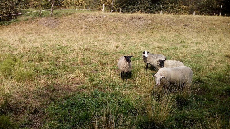 "Dzięki elektryzatorowi mam  zawsze stado pod kontrolą i przestałem używać stwierdzenia"
mówi Jan Slavicek
