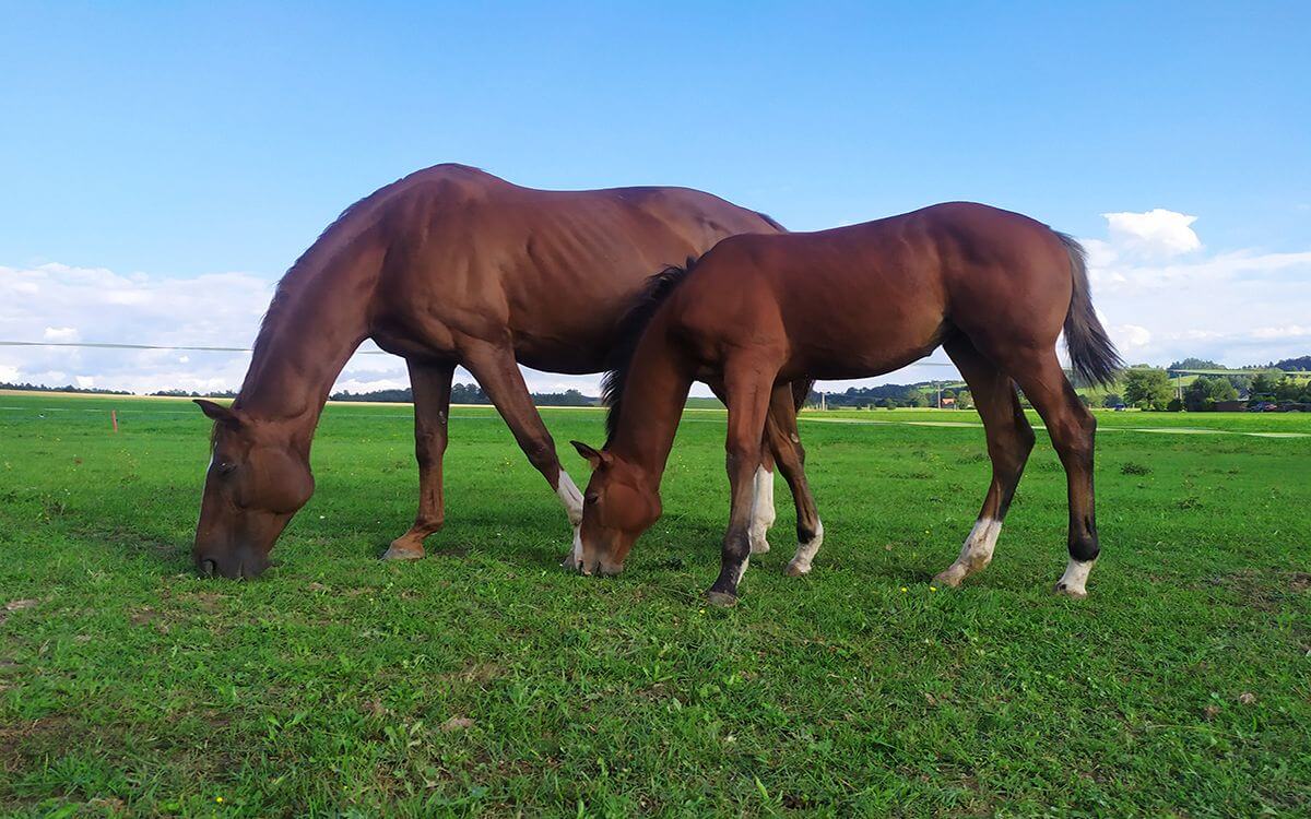 "Dzięki generatorowi ogrodzeń mogę zachować spokój przez cały dzień"

mówi zadowolona klientka Daniela
