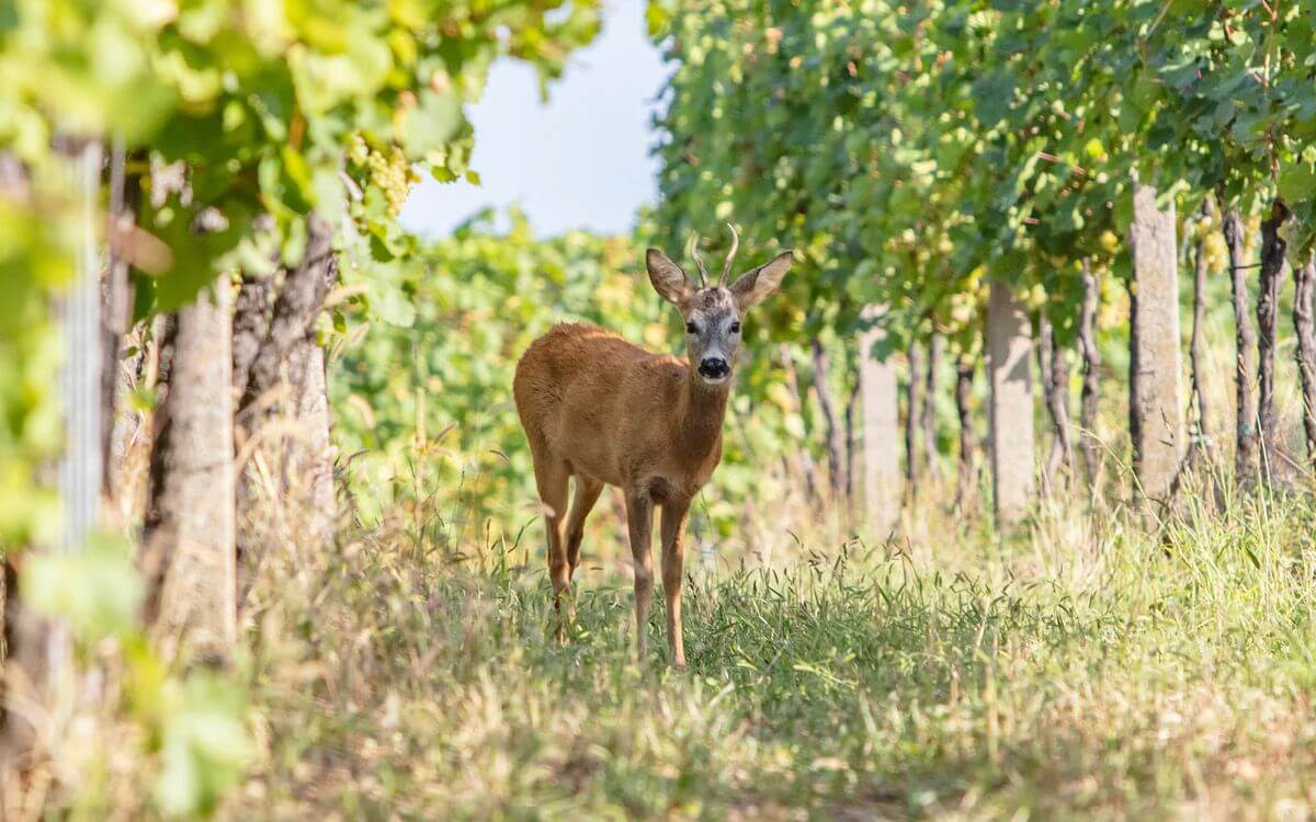 Jak chronić winnicę przed jeleniami?