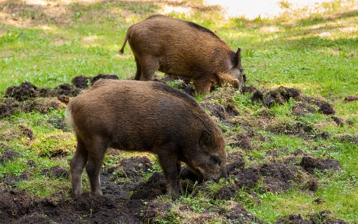 Jak chronić ziemię przed dzikami?