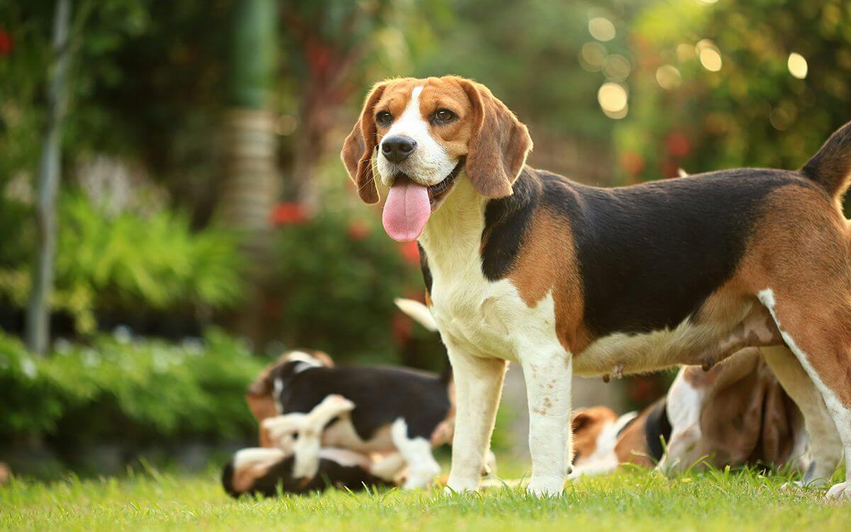 Jak wybrać i zamontować elektryczne ogrodzenie dla psa?