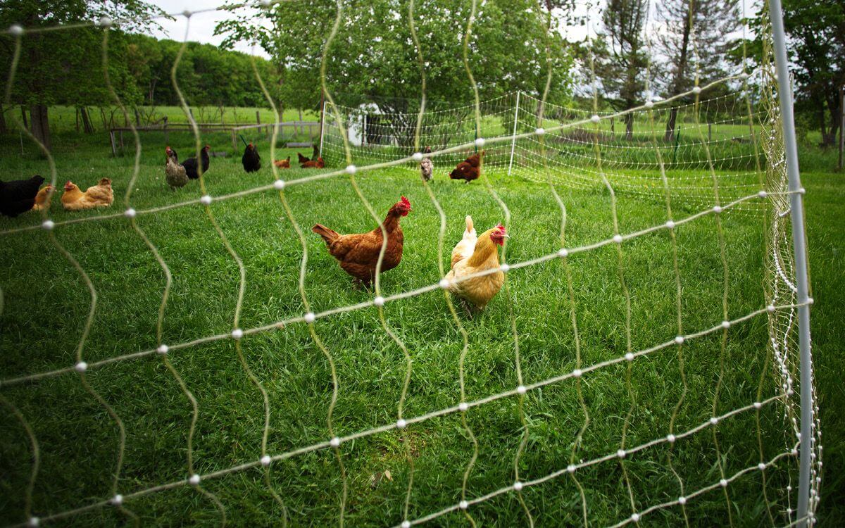 Jak chronić kury przed lisami?