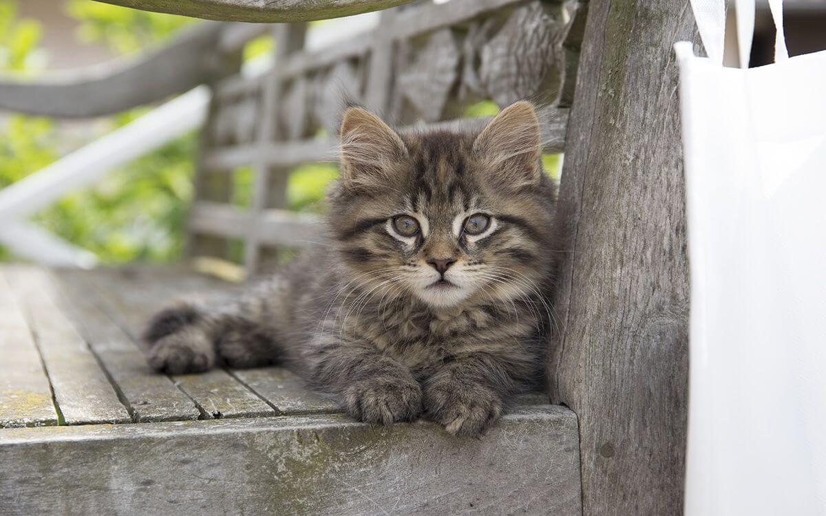 Jak wybrać i zamontować elektryczne ogrodzenie dla kota?