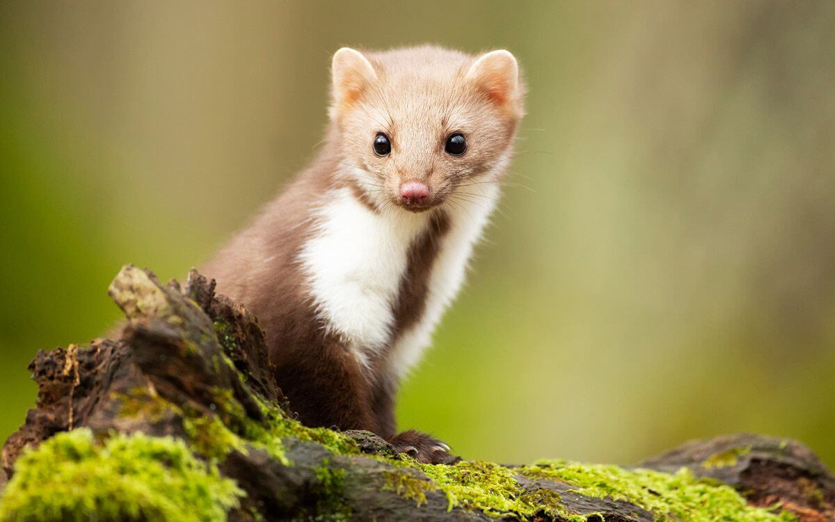 Jak wybrać i zainstalować elektryczne ogrodzenie na kuny?