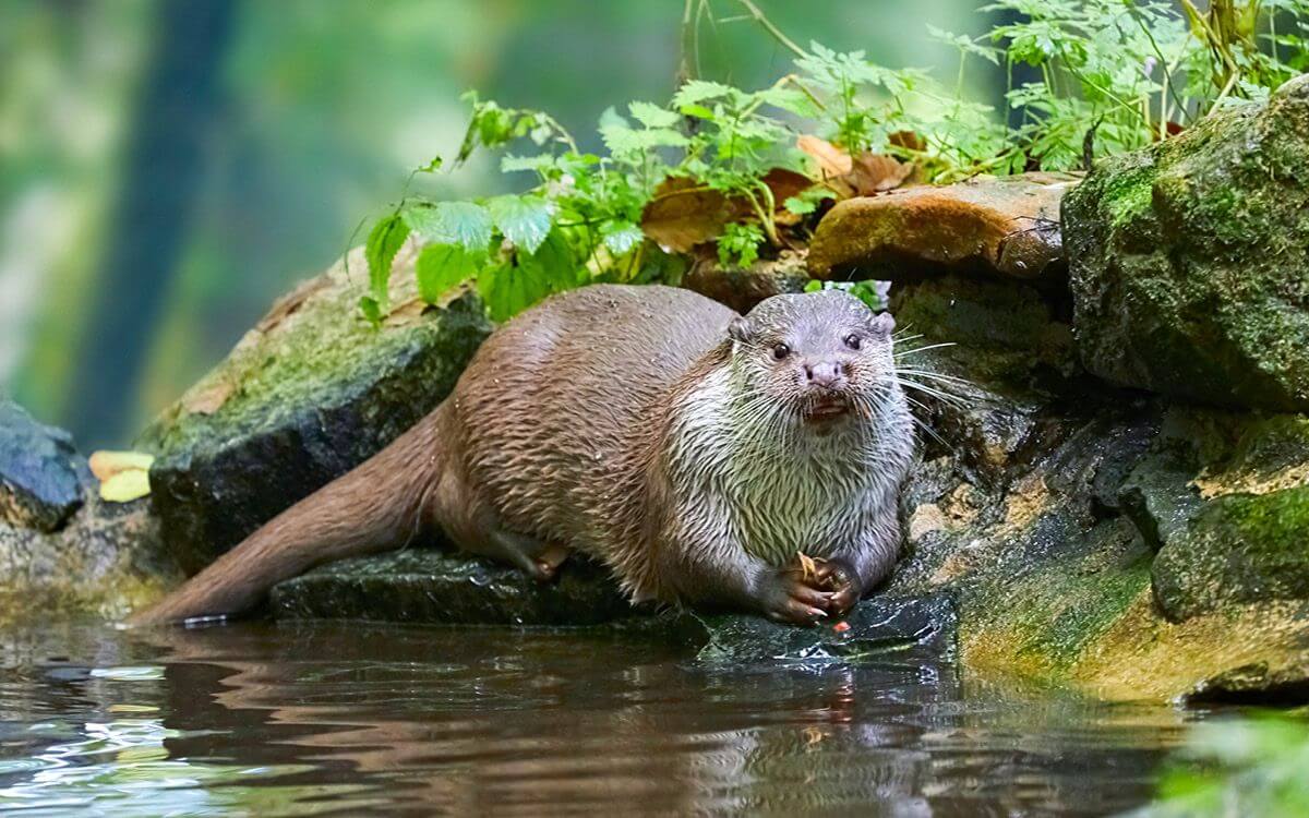 Jak wybrać i zamontować elektryczne ogrodzenie przeciwko wydrom?
