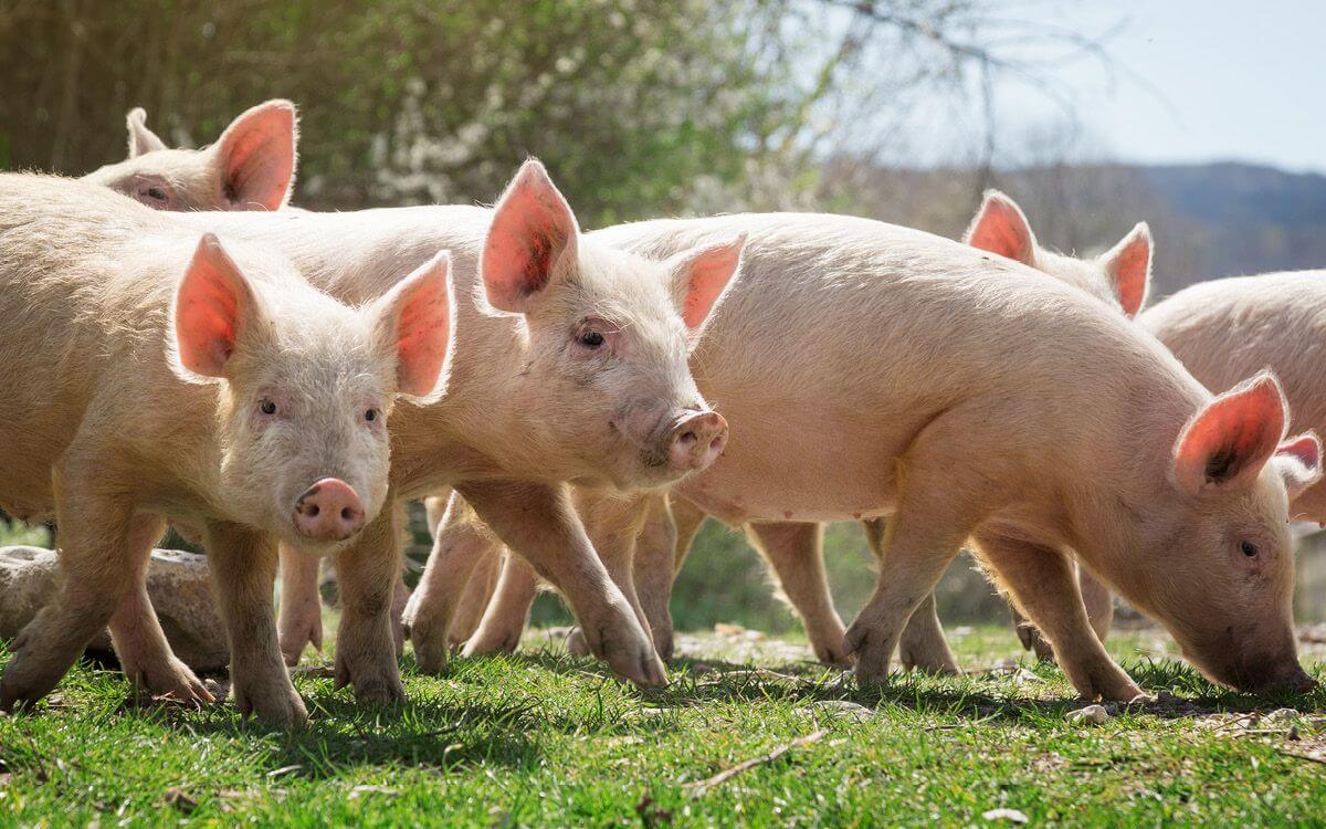 Jak wybrać i zamontować ogrodzenie elektryczne dla świń domowych?