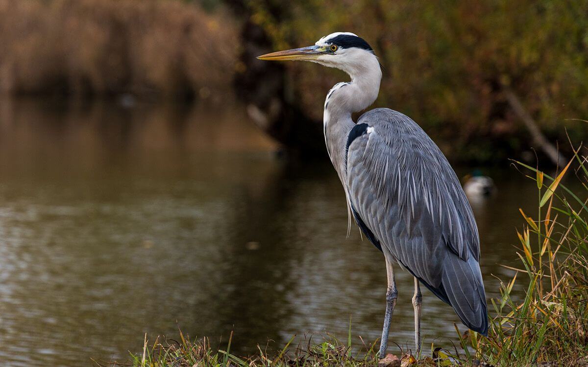 Jak wybrać i zamontować elektryczne ogrodzenie dla czapli?