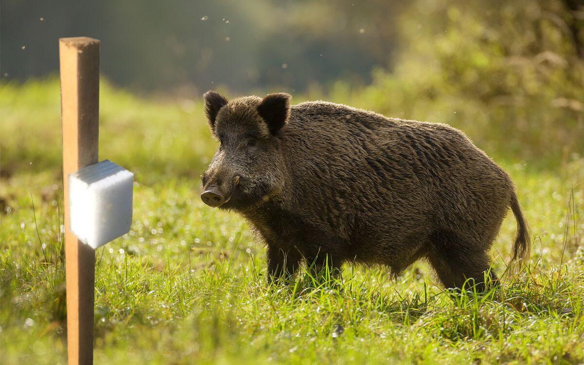 Jak wybrać i zainstalować ogrodzenie zapachowe przeciwko dzikom?
