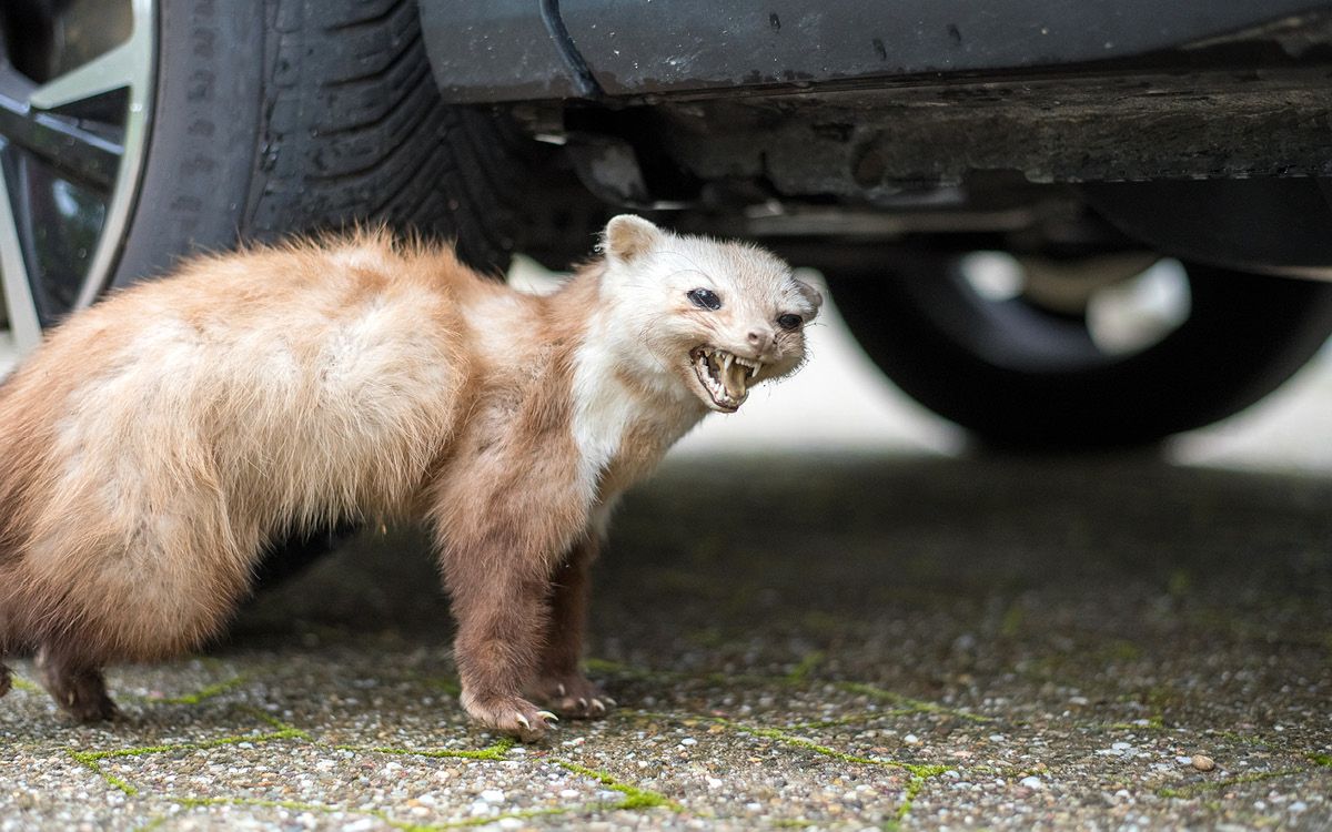 Jak wybrać i zainstalować ogrodzenie zapachowe przeciwko kunom