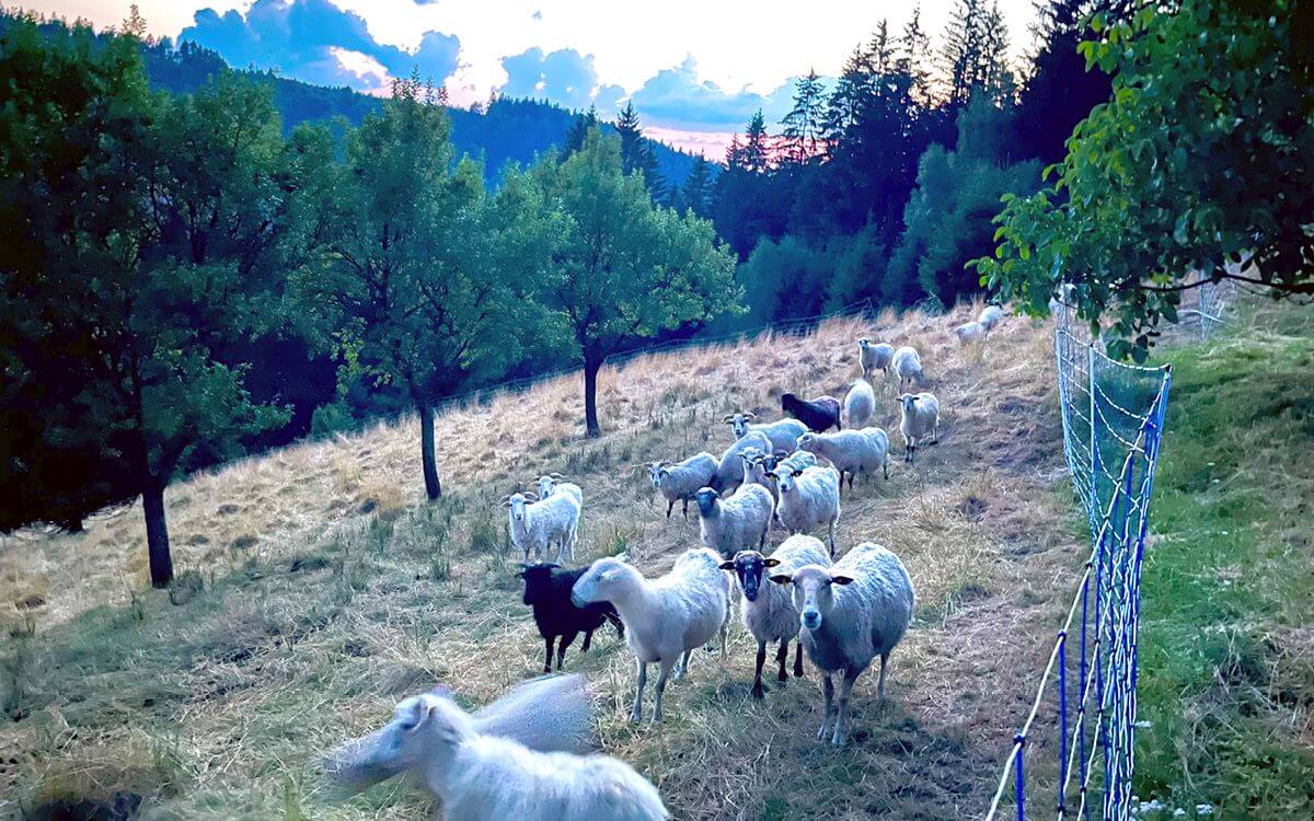 "Przegląd wszystkich pastwisk w zaciszu własnego domu"

mówi Tomas Kij
