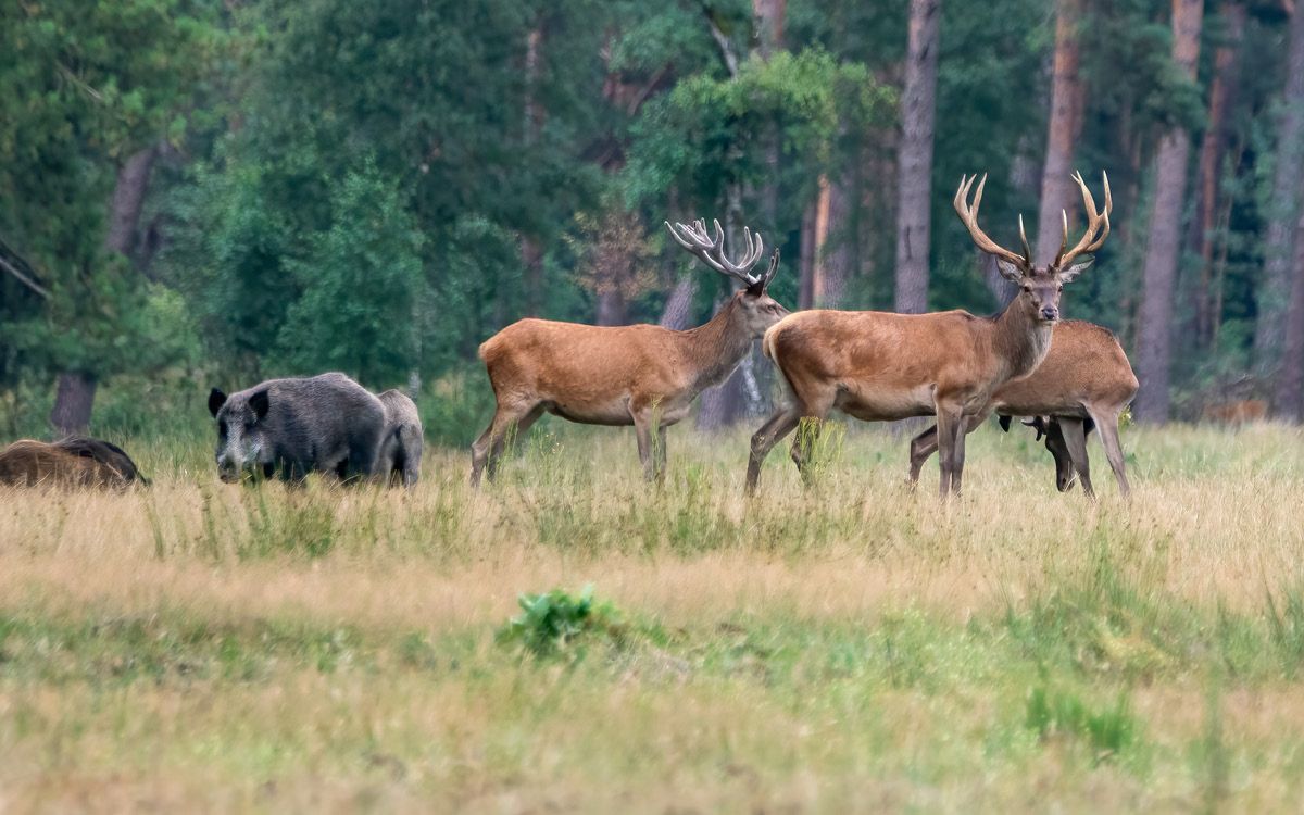 Ogrodzenia zapachowe przeciw zwierzynie - skuteczna ochrona przed sarnami, dzikami i kunami