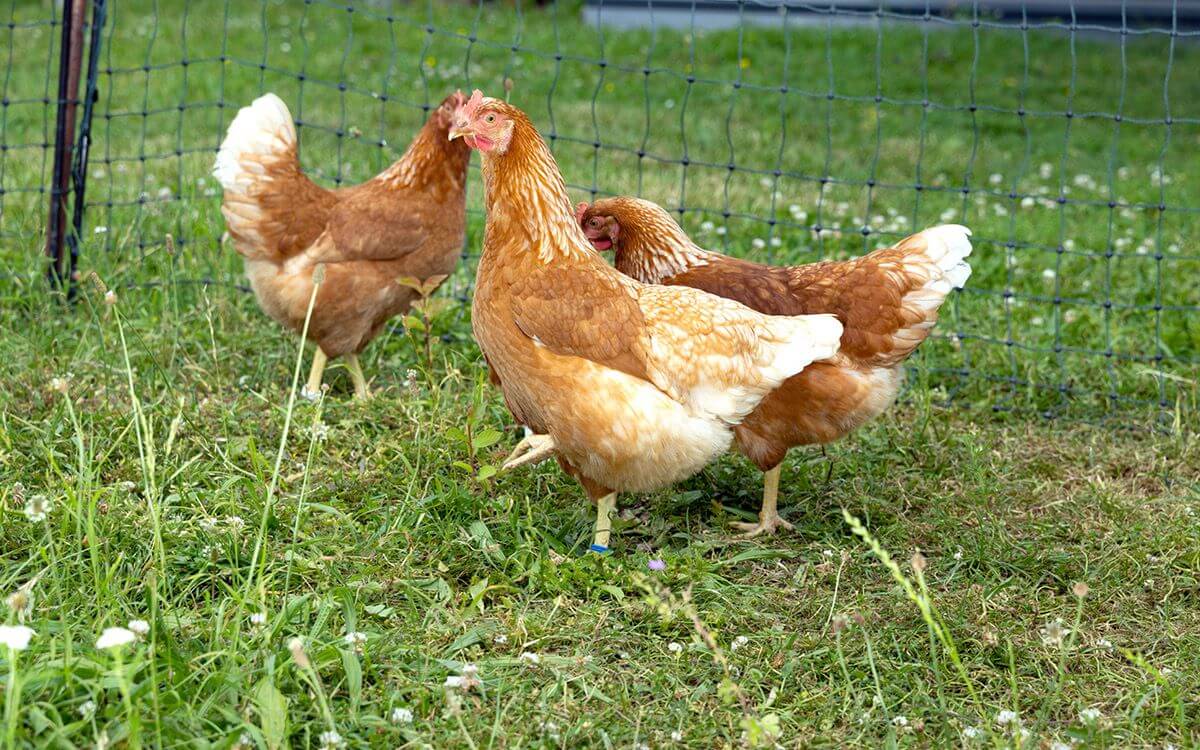 Idealny wybieg i kurnik dla kur: Jak stworzyć odpowiednie środowisko dla zdrowych i szczęśliwych kur?