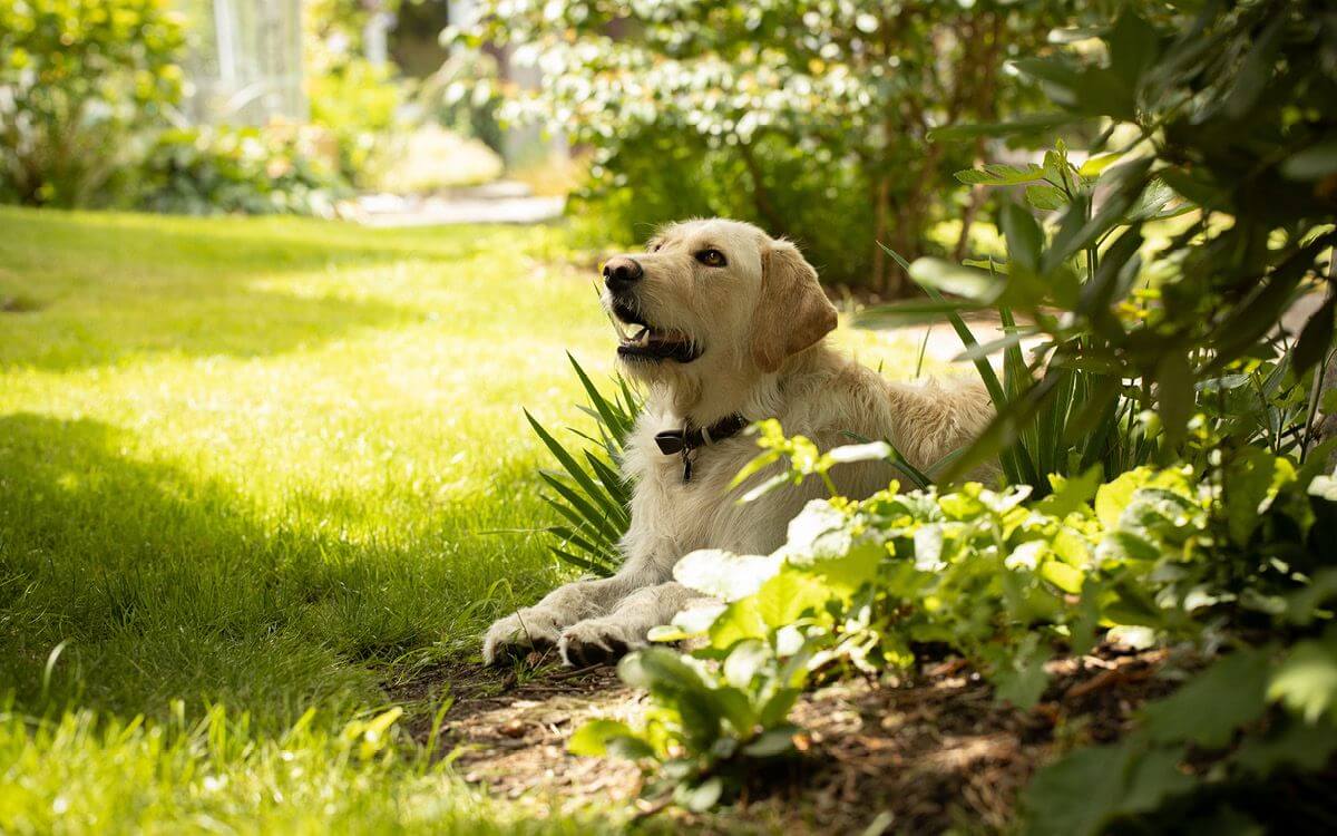 Jak chronić kwietnik przed psem