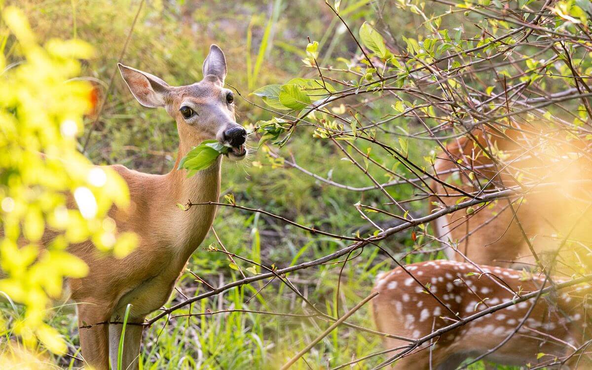 Jak chronić drzewa przed obgryzaniem przez dzikie zwierzęta?