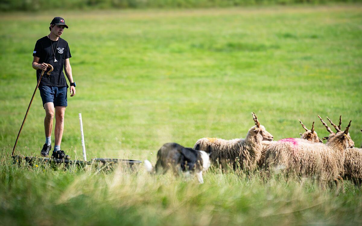 Zawody w kontroli owiec za pomocą psów pasterskich na farmie JJPav