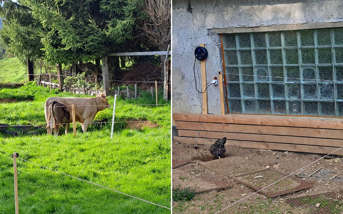 "Musiałem chronić ogrodzenie przed zaryciem przez bydło."

mówi Branislav Škvarka .
