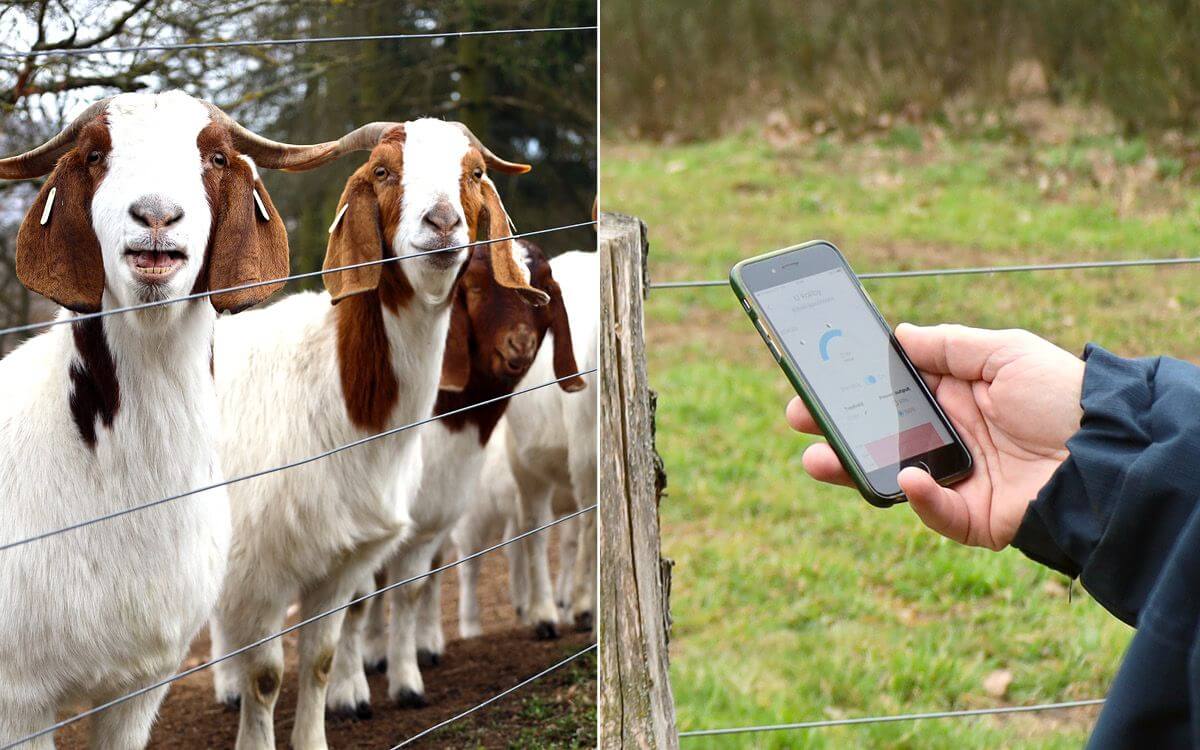 Korzystanie z inteligentnego ogrodzenia elektrycznego w SCHOK - Smart Farm