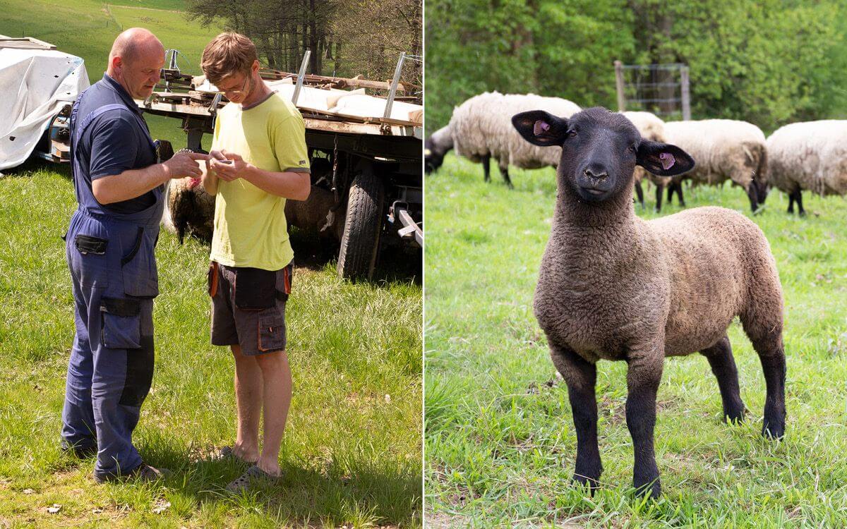 Smart Farm fencee na farmie owiec Petrlák