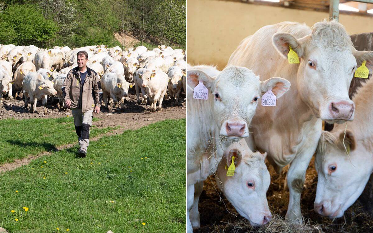 Spółdzielnia rolnicza Vlkov pod nadzorem Smart Farm