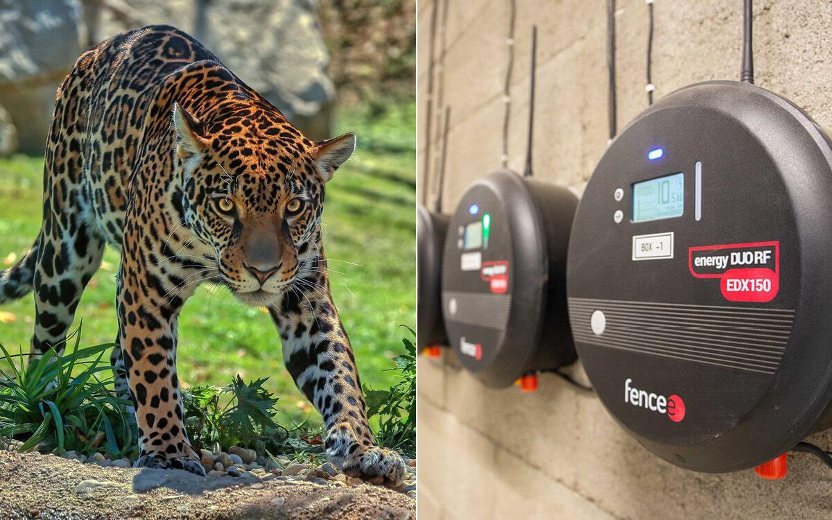 Smart Farm w Zoo Zlín III: Kontynuacja udanej współpracy - Jaguar Trek
