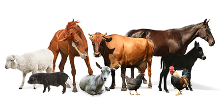 Elektryzatory dla elektrycznego pastucha według zwierzęcia