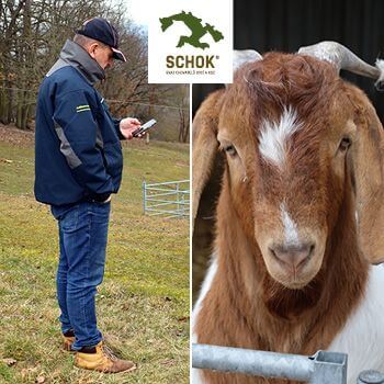 Korzystanie z inteligentnego ogrodzenia elektrycznego w Stowarzyszeniu Hodowców Owiec i Kóz - Smart Farm