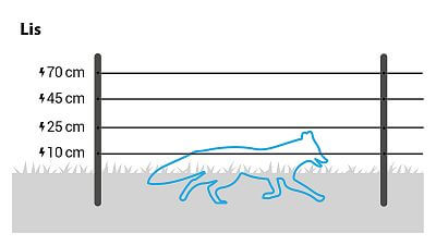 Aby chronić przed lisami, zainstaluj 4 rzędy przewodów na wysokości 10 cm, 25 cm, 45 cm i 70 cm lub skorzystaj z zestawu przeciw lisom.