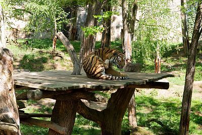 Smart Farm fencee w Zoo Zlín II: System w działaniu