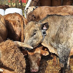 Wirtualne ogrodzenia z obrożą GPS FX10