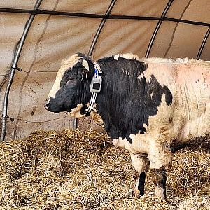 Wirtualne ogrodzenia z obrożą GPS FX10